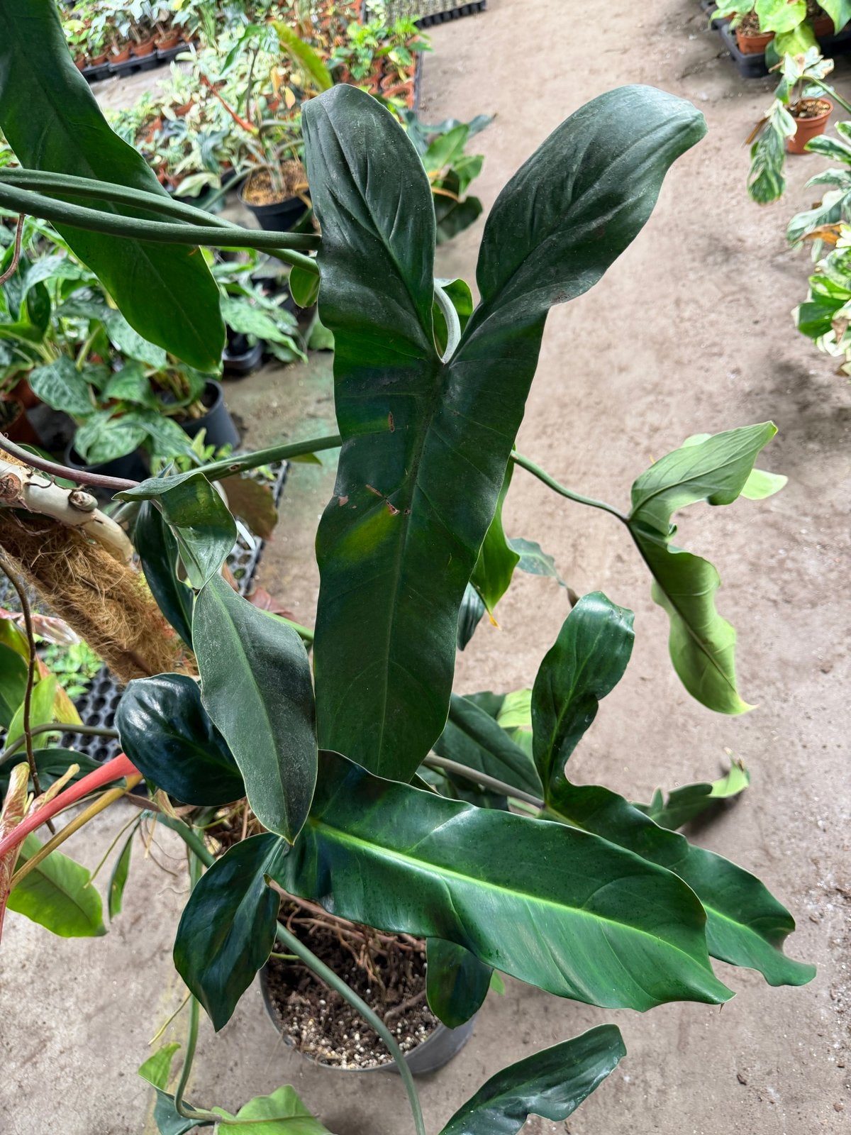 Grote Philodendron Mexicanum, Ophalen, Halfschaduw, Minder dan 100 cm