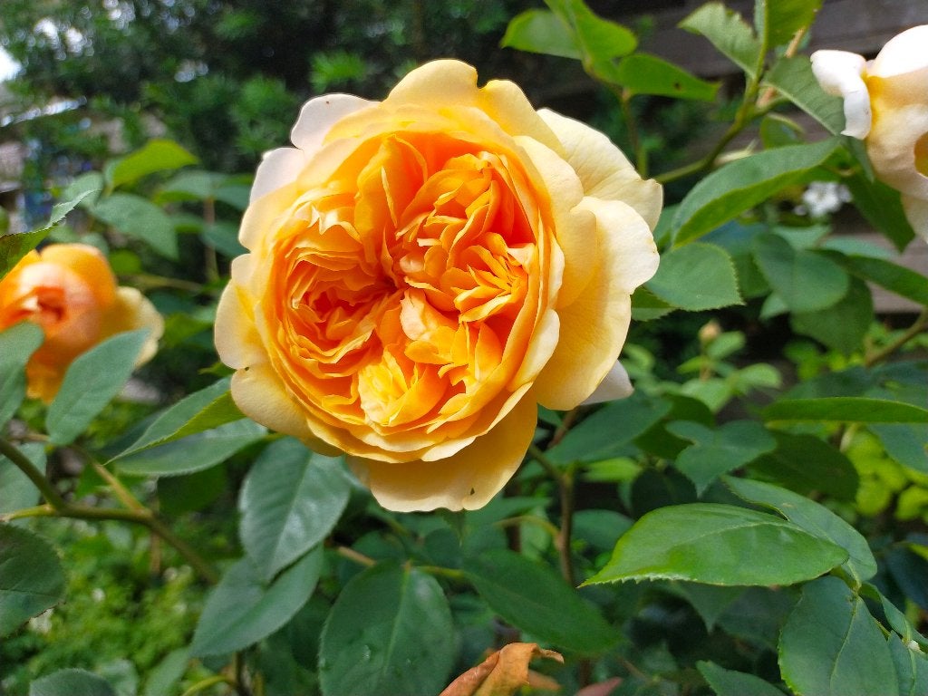 Geurende Engelse roos XL, voor tuin of terras. Tuinplant., Volle zon, Vaste plant, Zomer, Ophalen