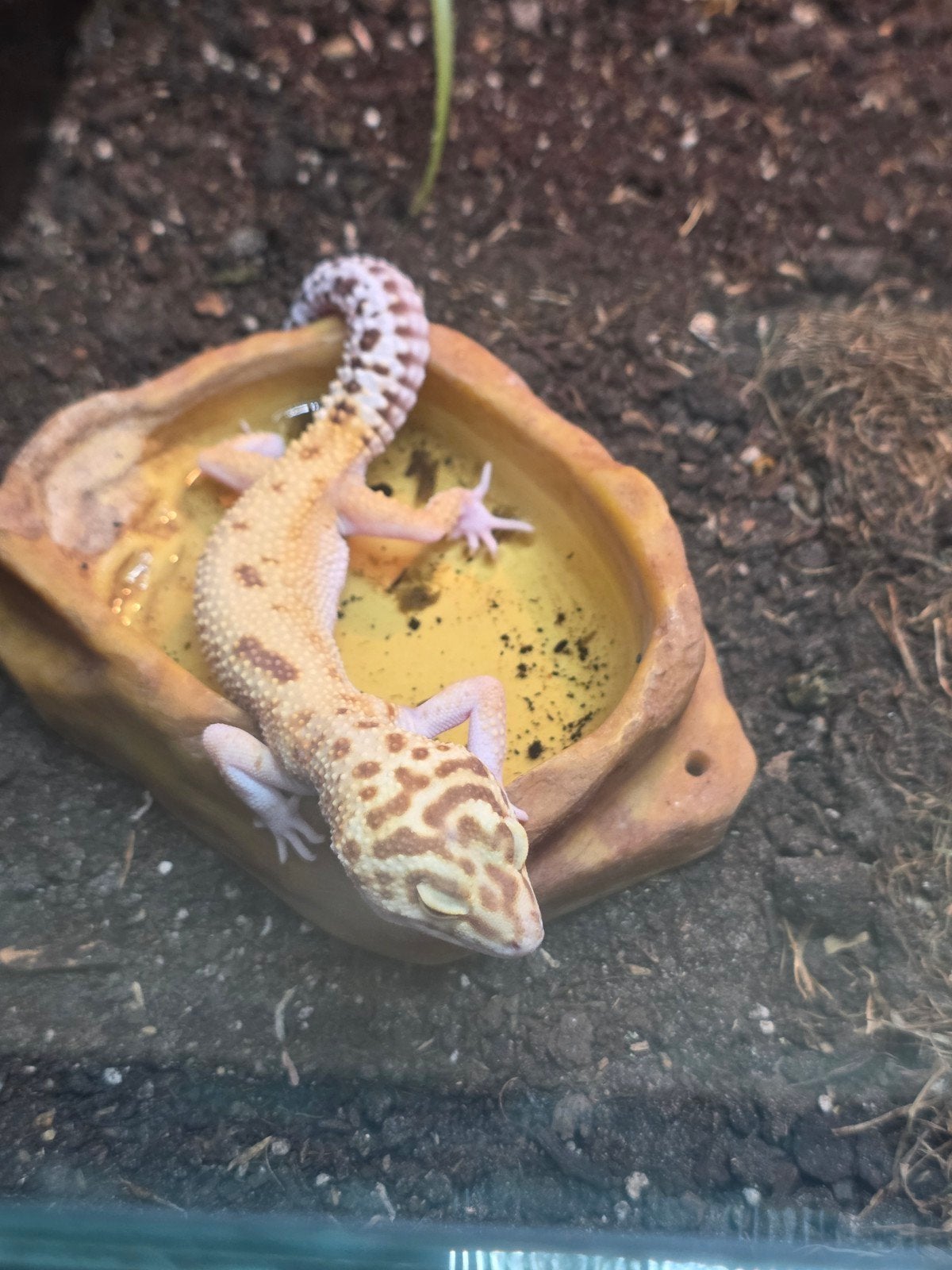 luipaardgekko vrouw albino raptor, Dieren en Toebehoren, Hagedis, Tam, 0 tot 2 jaar