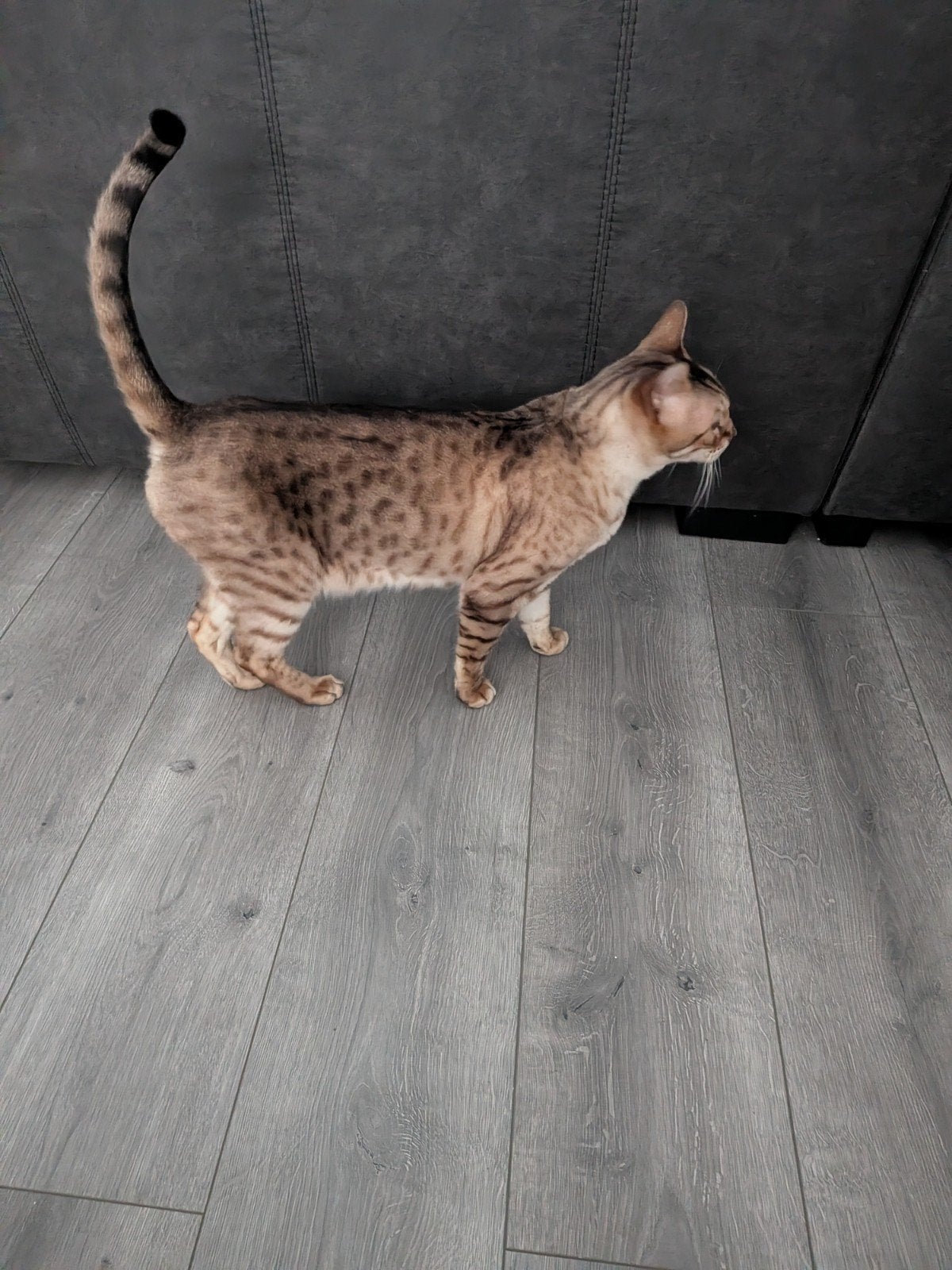 Kater bengaal, Dieren en Toebehoren, Kater, 6 jaar of ouder