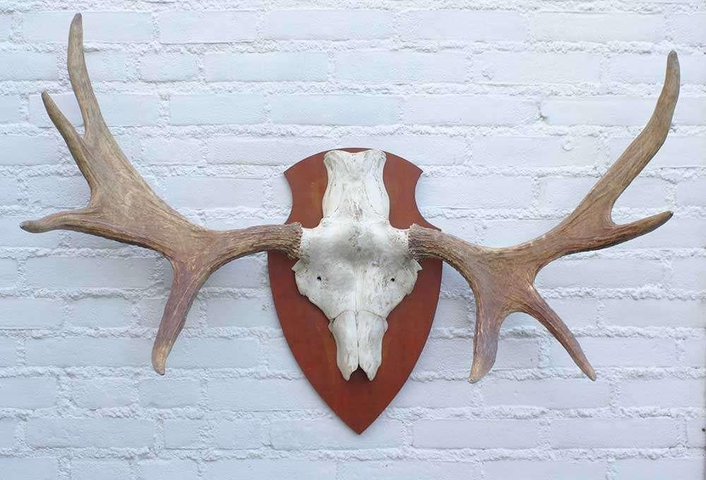 SCANDINAVISCH ELAND GEWEI OP HOUTEN SCHILD (ref. O), Ophalen, Gebruikt, Hert, Gewei of Kop