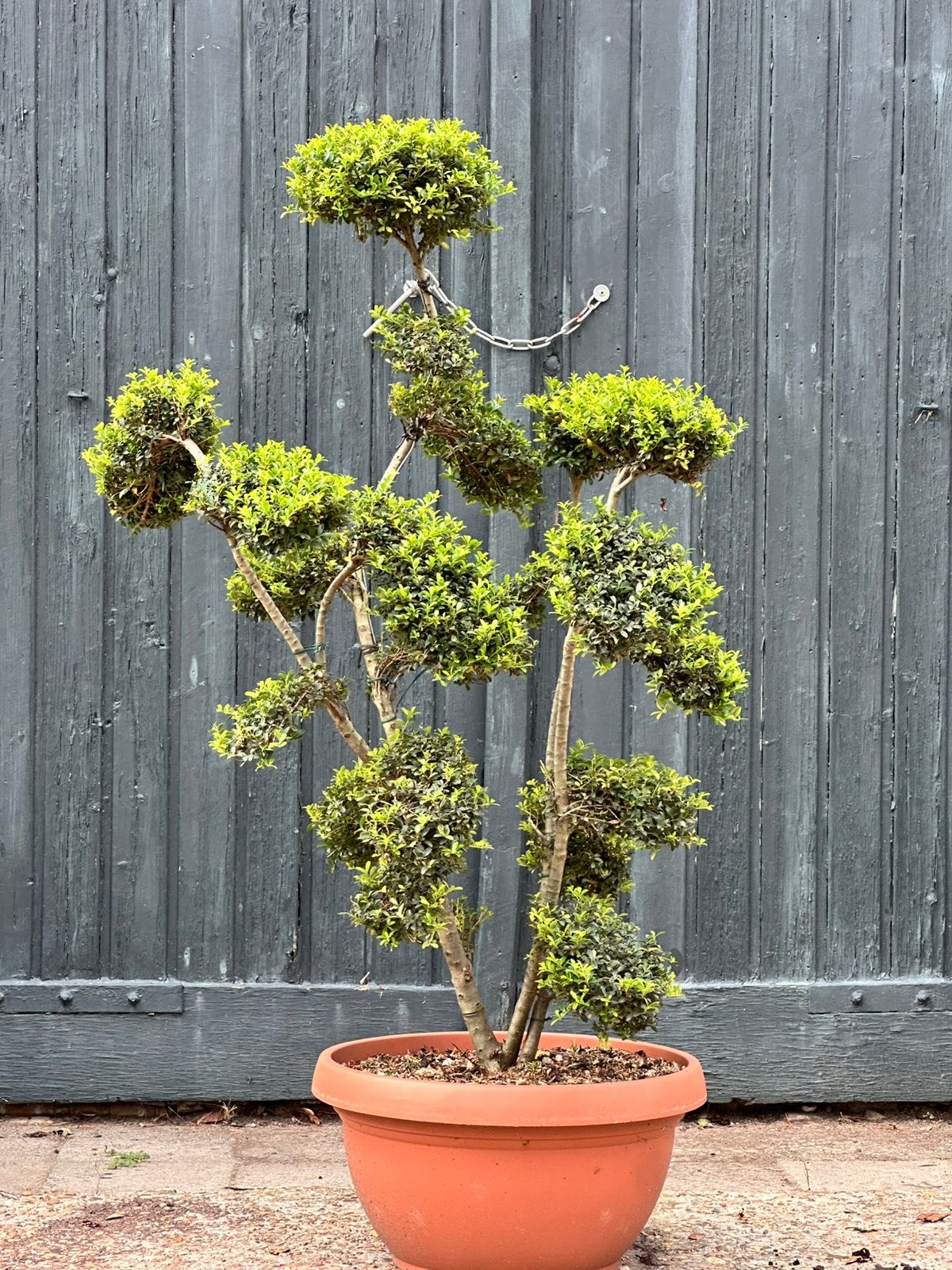 Japanse hulst (Ilex crenata kinme) pom-poms of plateaus, Tuin en Terras, Overige soorten, Minder dan 100 cm, Zomer, Ophalen