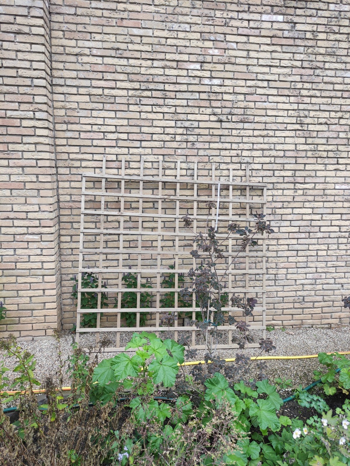 Houten klimrek voor planten 7 stuks 180x180 cm, Ophalen, Klimplanten, Halfschaduw