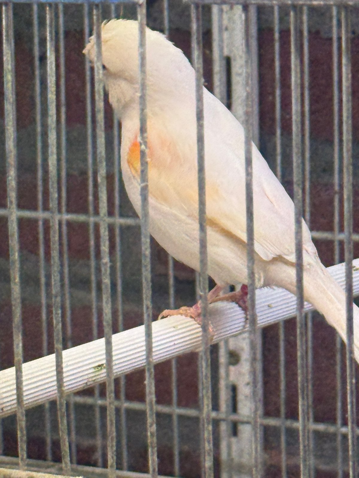 Te koop overjarige kanarie man van 2025, Meerdere dieren, Kleurkanarie