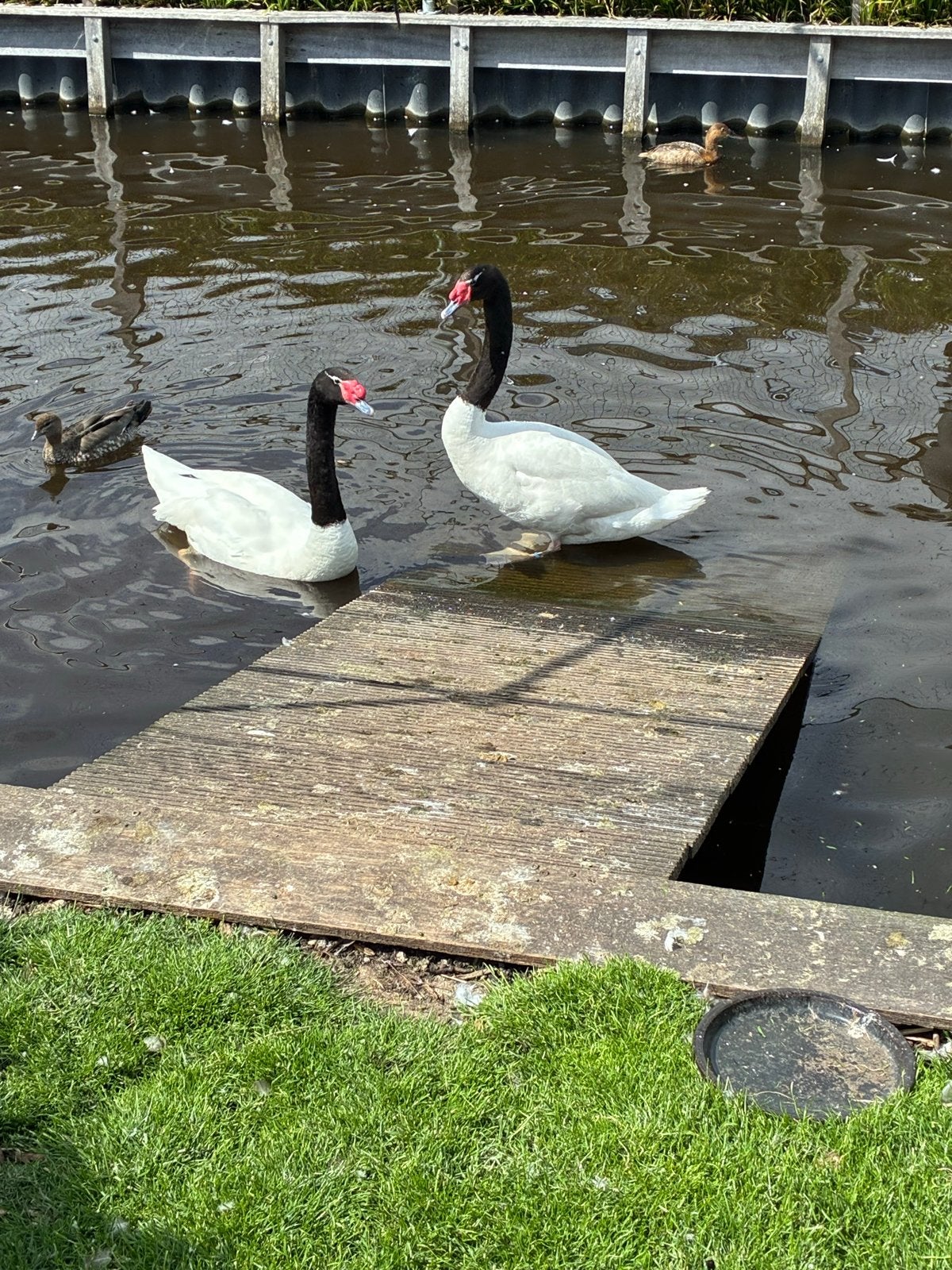 Zwarthalszwaan- koppel overjarig- Zwarthalszwanen, Dieren en Toebehoren, Meerdere dieren, Gans of Zwaan