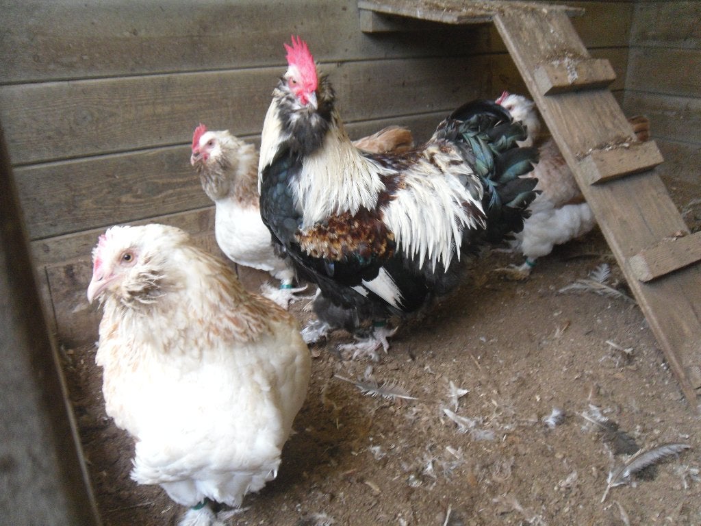 t.k.broedeieren Faverolle groot zalm, Dieren en Toebehoren, Pluimvee, Meerdere dieren, Kip