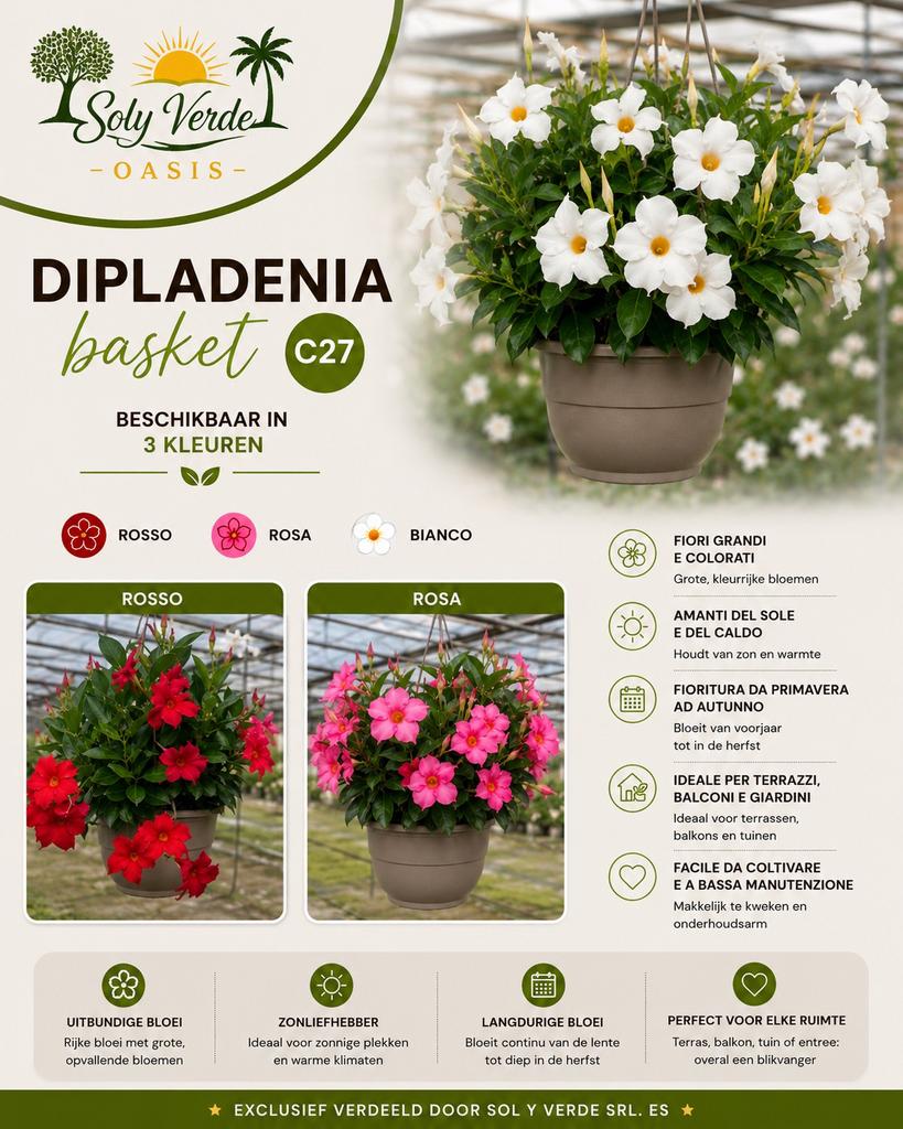 Sundaville Dipladenia, Palmen, Olijfbomen, Yucca, Ophalen, Volle zon, Vaste plant, Klimplanten
