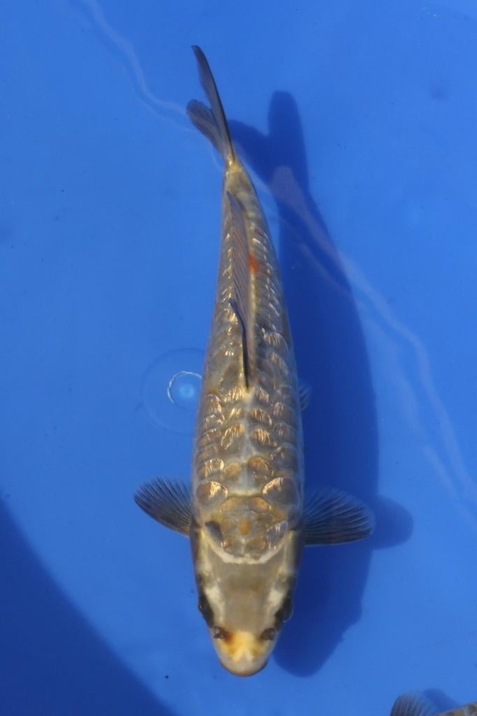 Aragoke Tosai Kobayashi, Dieren en Toebehoren, Karper of Koi