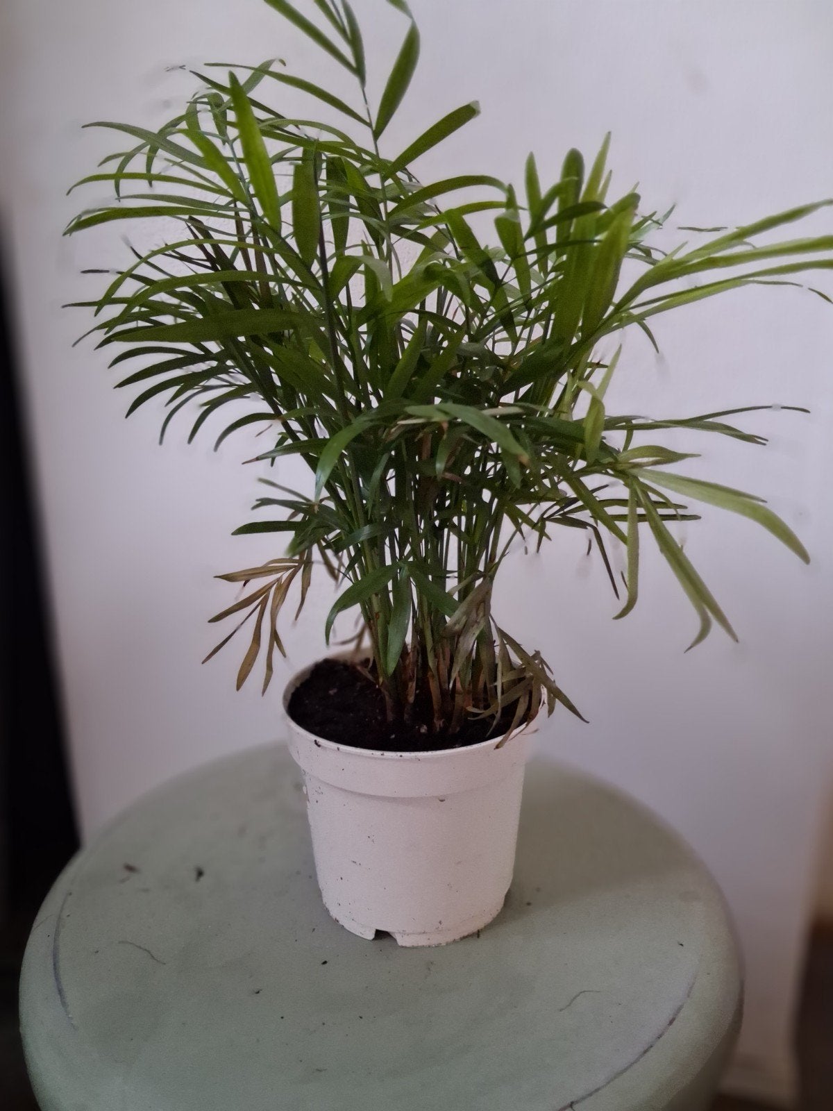 Chamaedorea Elegans - Mexicaanse Dwergpalm, Ophalen, Gebruikt, Modern, Wit