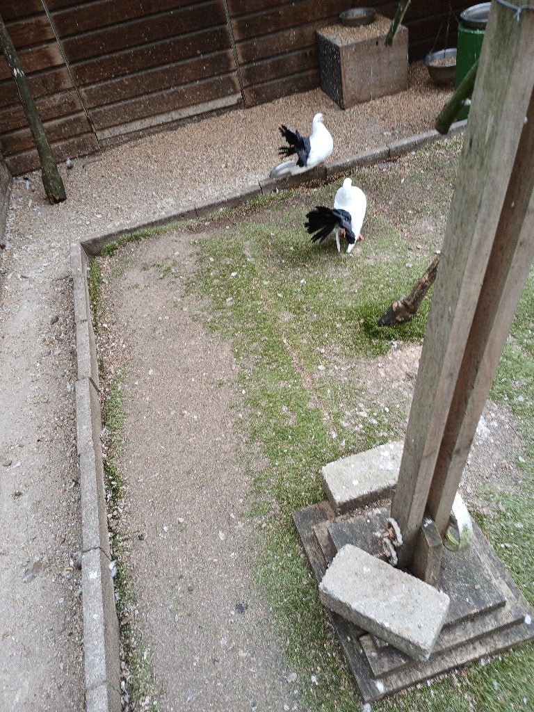 pauwstaarten, Dieren en Toebehoren, Meerdere dieren, Overige soorten