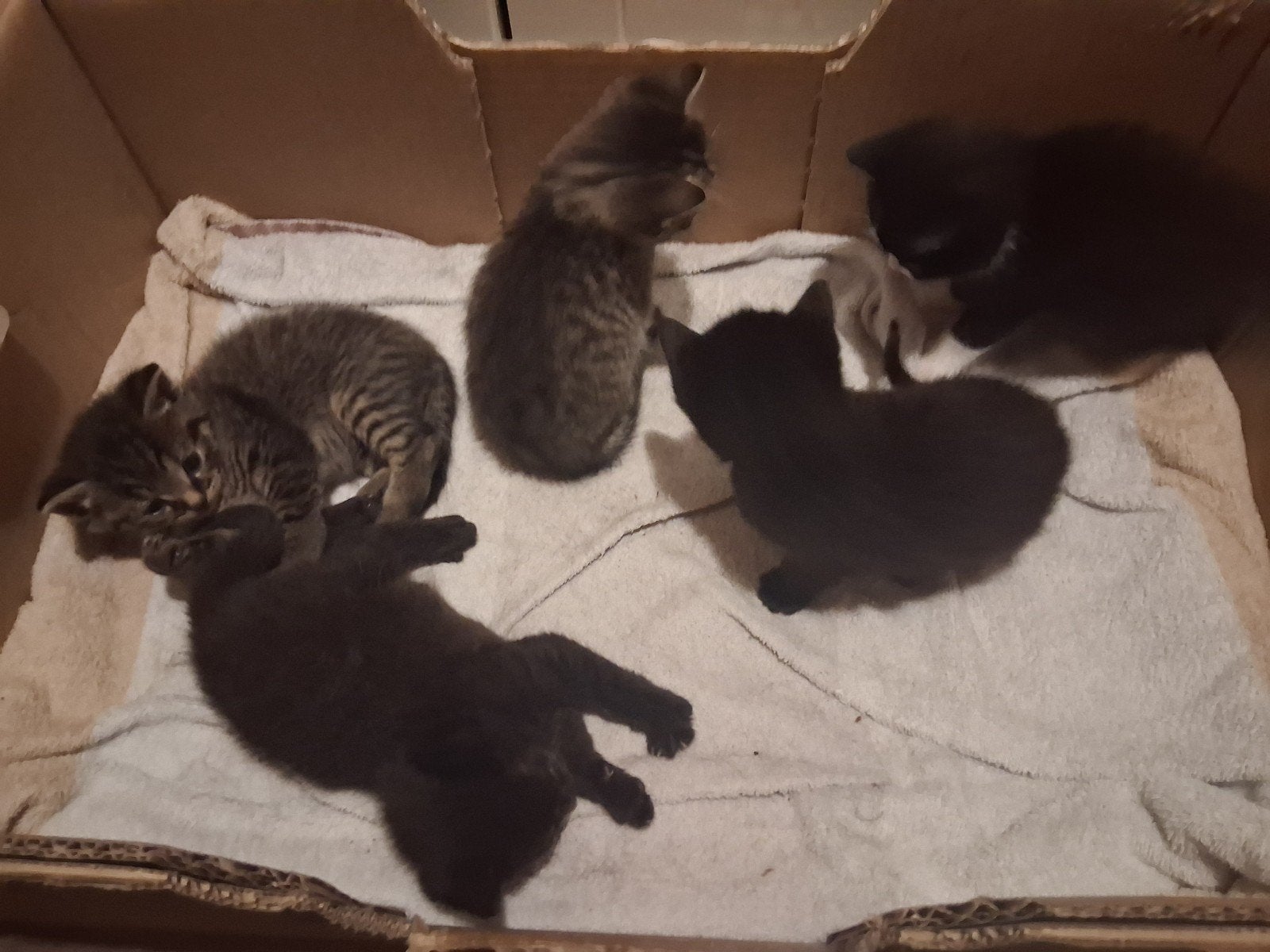 Kittens, Poes, Kortharig, 0 tot 2 jaar