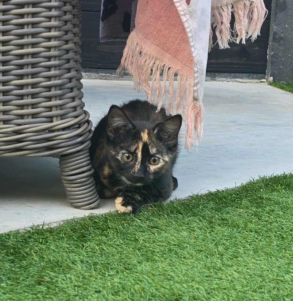 Kittens, Dieren en Toebehoren, Katten en Kittens | Overige Katten, Meerdere dieren, Kortharig, 0 tot 2 jaar