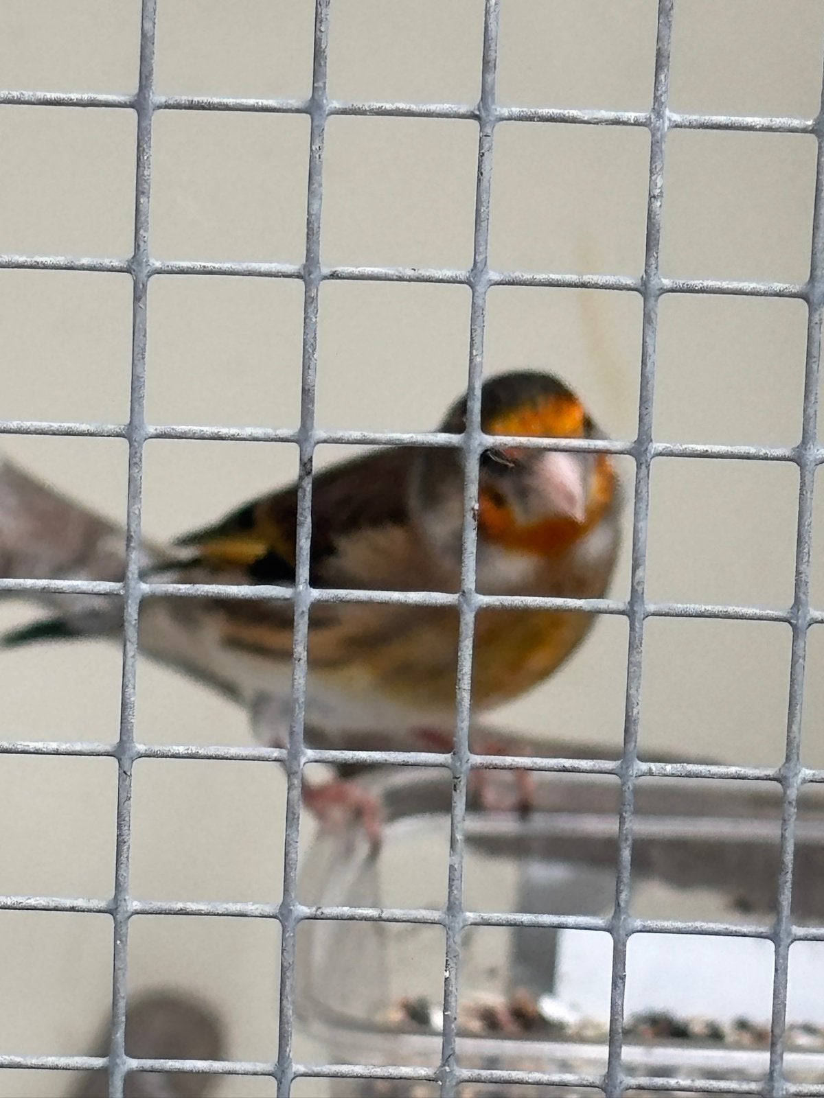 Putter x Kanarie pop 3 maanden, Dieren en Toebehoren, Vogels | Overige Vogels, Vrouwelijk, Wildzangvogel, Geringd
