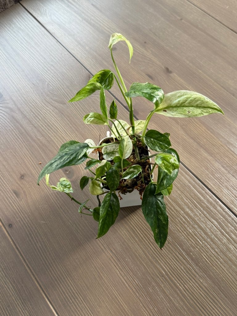 Epipremnum Hanoman Sp Bal (gewortelde stek), Ophalen of Verzenden, Halfschaduw, Minder dan 100 cm