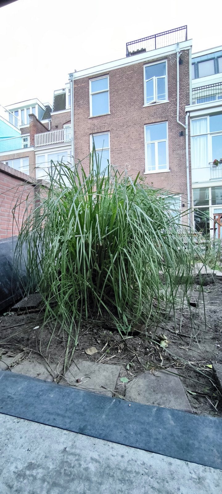 Pampasgras, Herfst, Overige soorten, 100 tot 250 cm, Ophalen