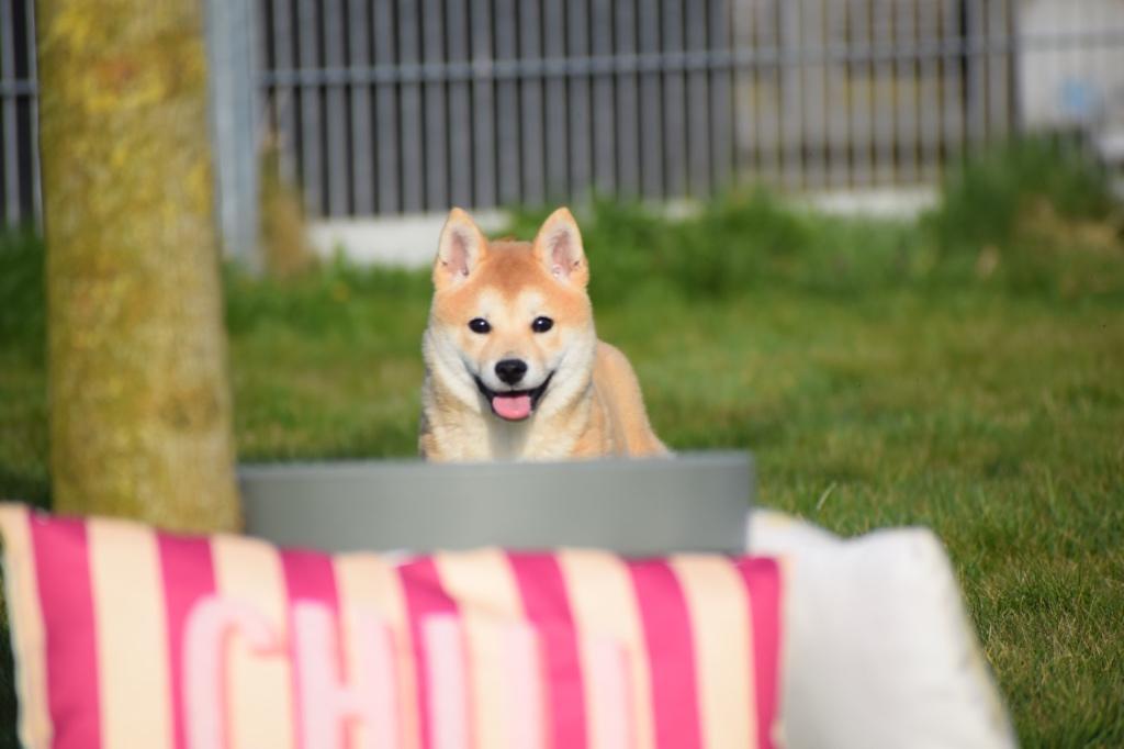 Shiba inu pups alle kleuren, Dieren en Toebehoren, 15 weken tot 1 jaar, Overige rassen, Buitenland, Parvo
