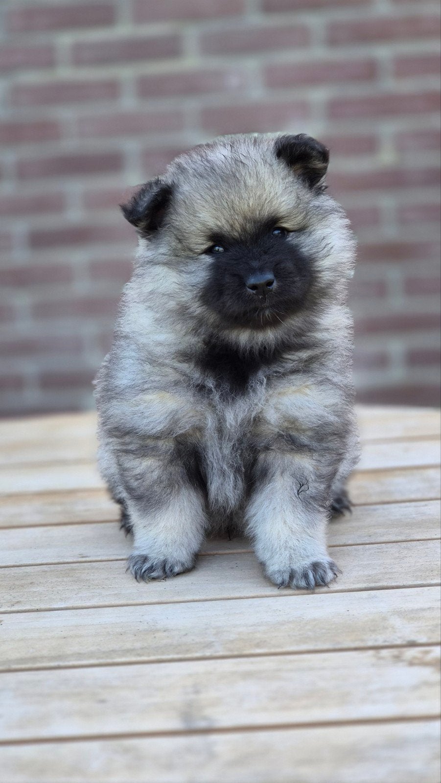 Keeshond puppy's, Keeshond, 8 tot 15 weken, Meerdere, Meerdere dieren