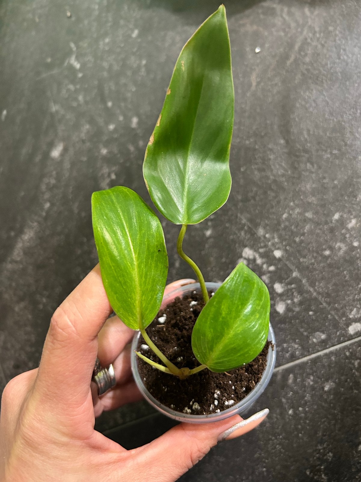 Baby Philodendron Painted Lady - Jonge plant, Ophalen of Verzenden, Halfschaduw, Minder dan 100 cm