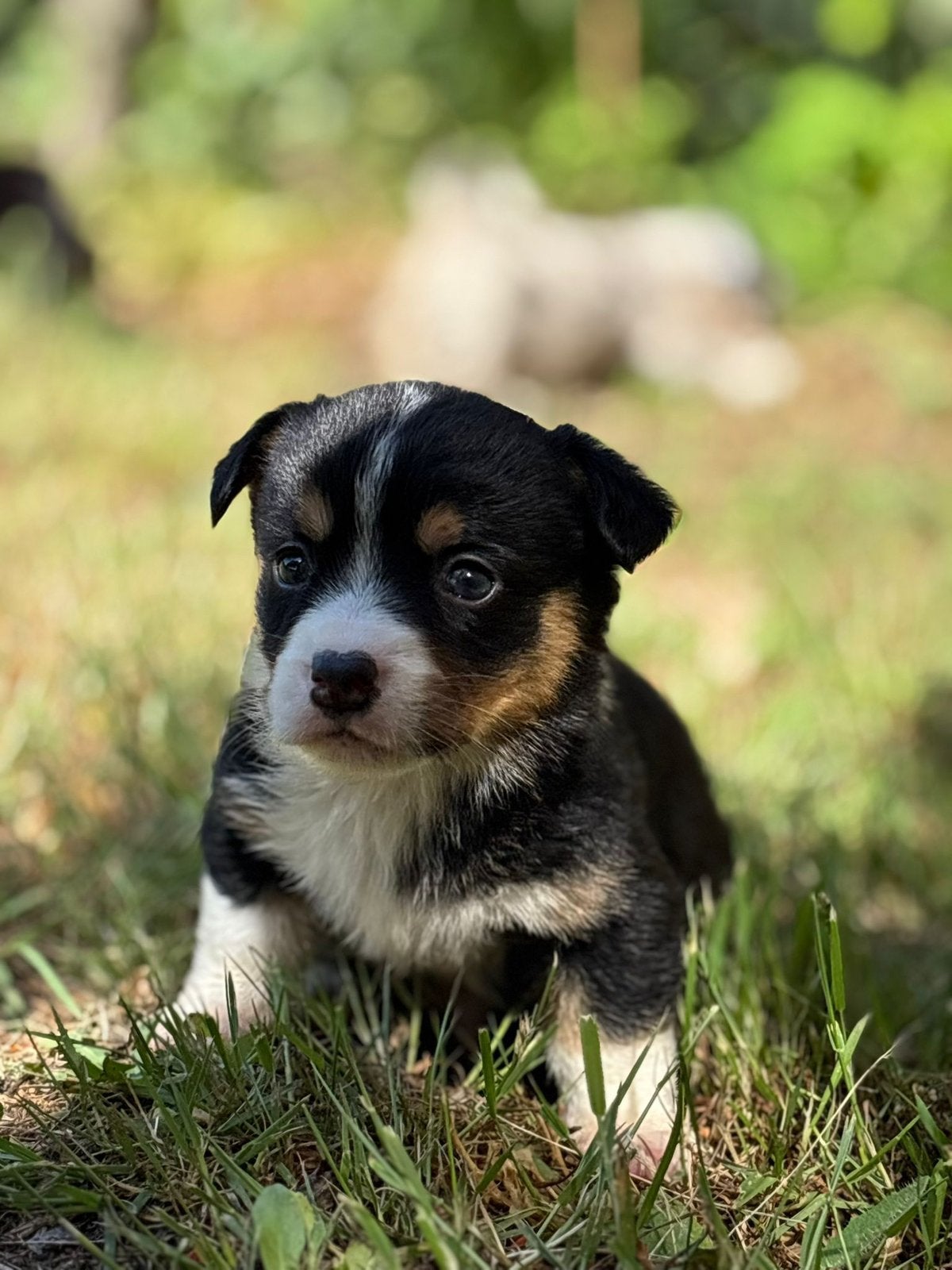 Te koop een prachtig nestje welsh corgi pup pups bleu merle, Dieren en Toebehoren, Parvo, Nederland, 8 tot 15 weken, Meerdere