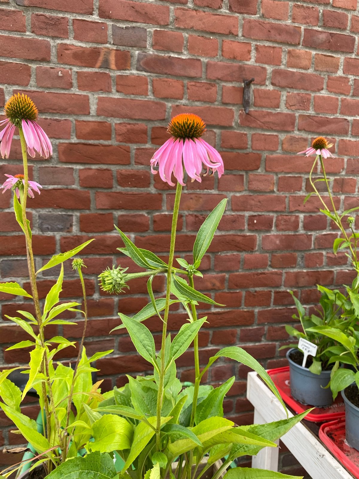 Rode zonnehoed (Echinacea purpurea) - Vaste plant, Volle zon, Vaste plant, Zomer, Ophalen
