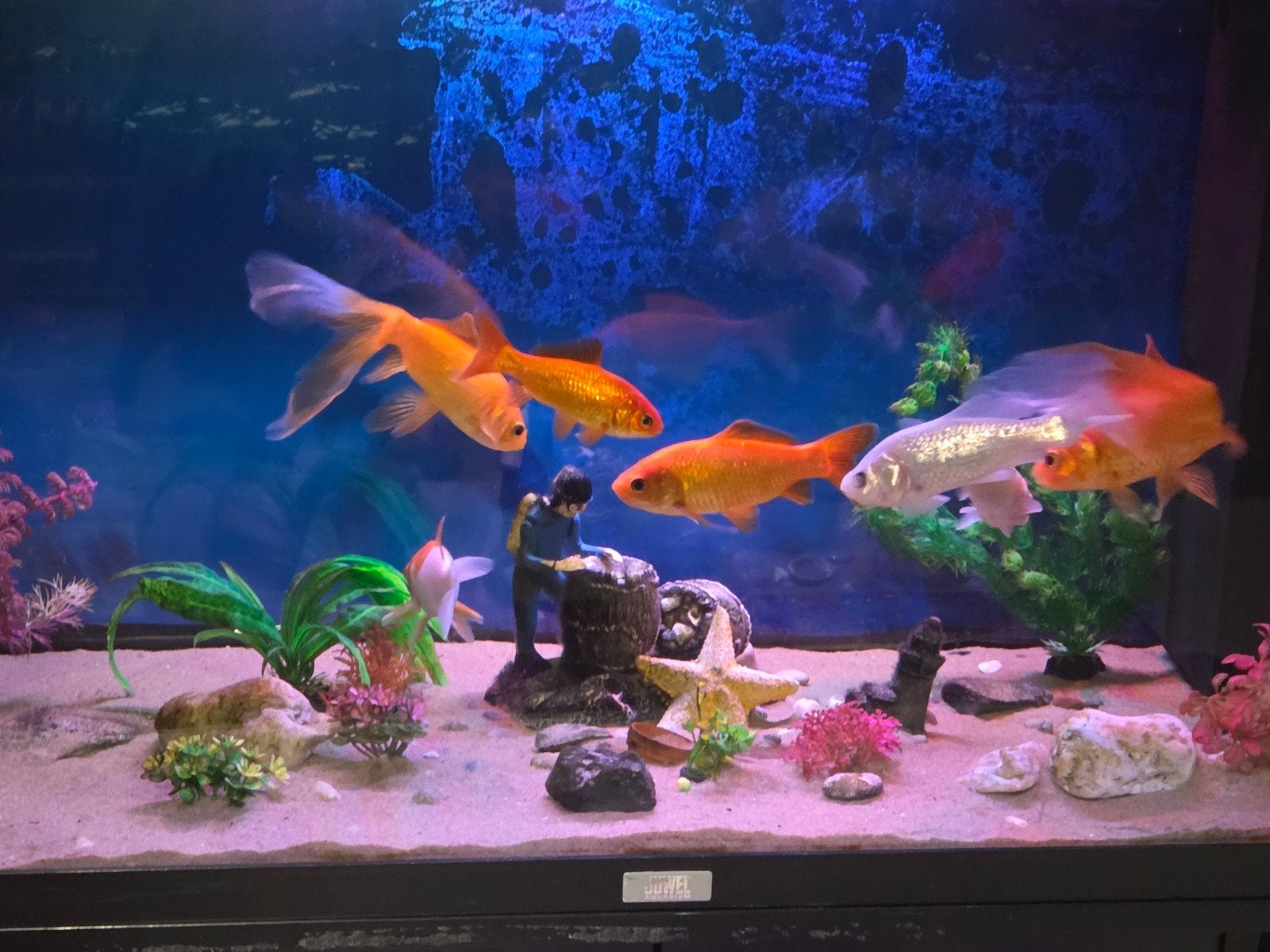 Aquarium met tafel en vissen, Dieren en Toebehoren, Ophalen of Verzenden