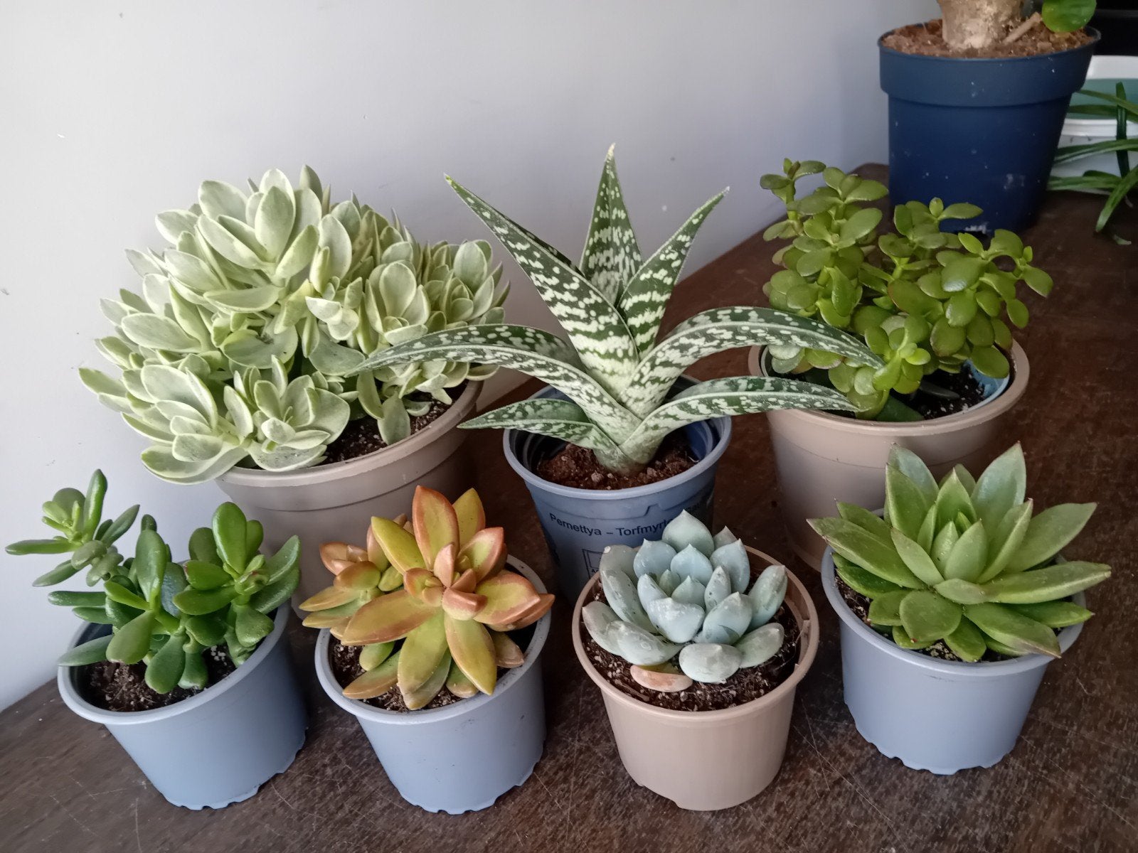 7 vetplanten 10-20cm, Ophalen, Vetplant, Halfschaduw, In pot