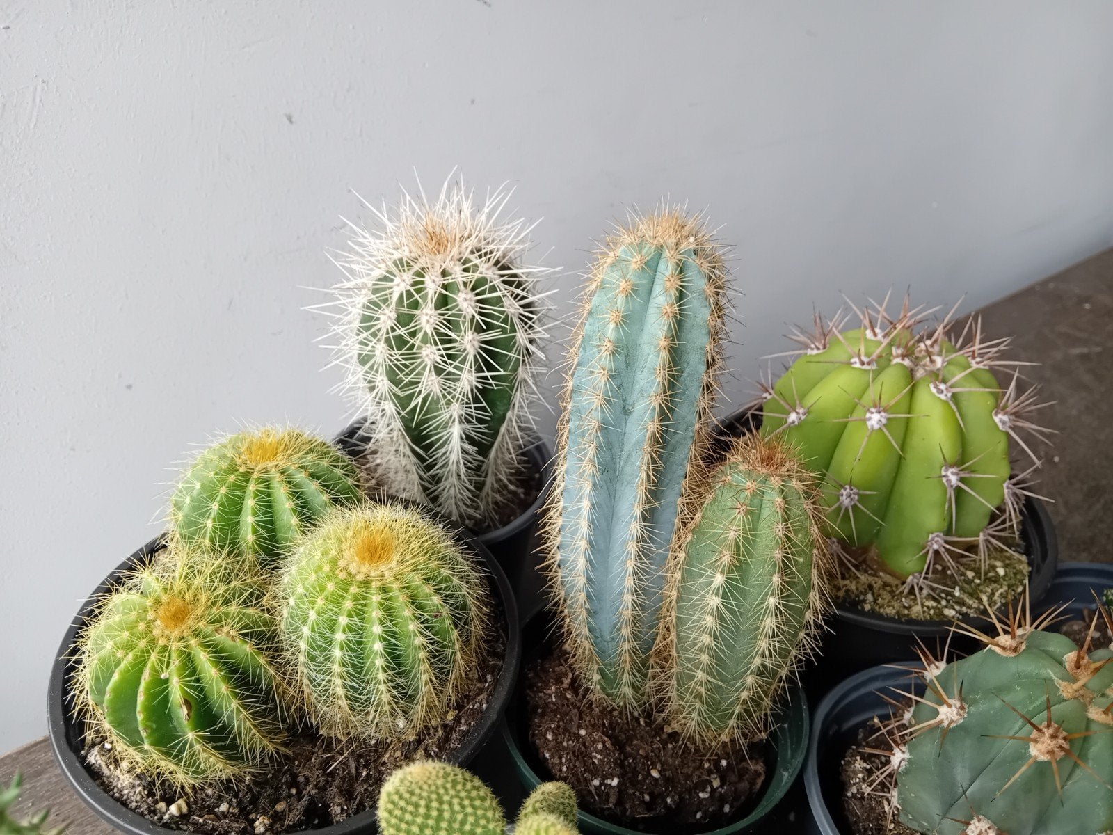 Cactus 15-25cm, Ophalen, Minder dan 100 cm, In pot, Cactus