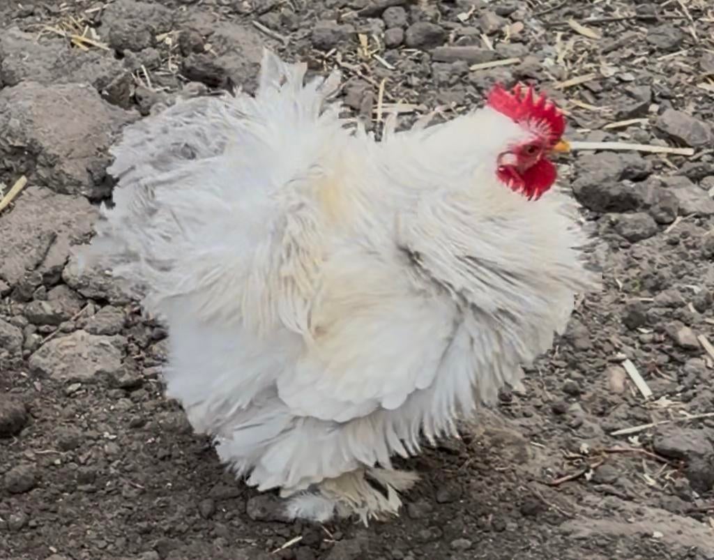 Cochinkriel haan, Dieren en Toebehoren, Mannelijk, Kip