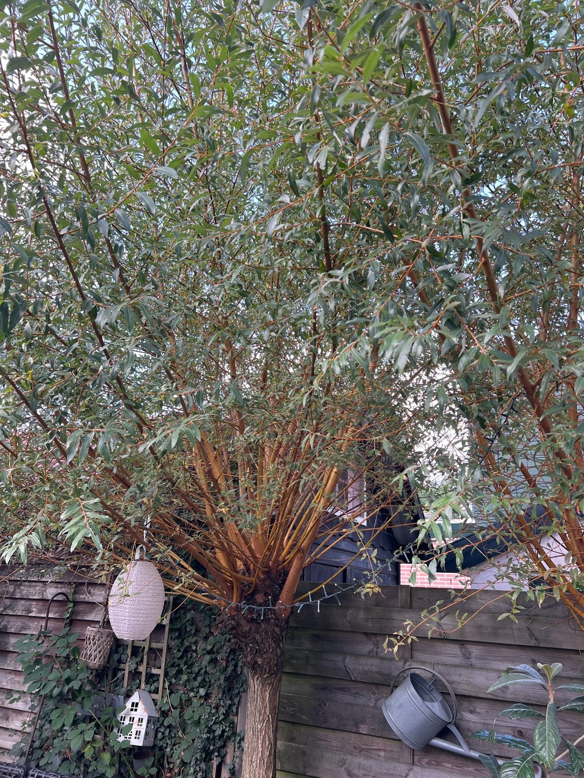 Grote Wilgentakken voor Decoratie of Aanplant, Lente, Overige soorten, Volle zon, Ophalen of Verzenden