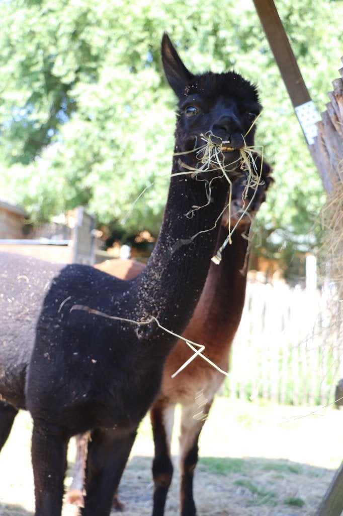 Alpaca dekhengst te koop 3 jaar, Oktober, Mannelijk