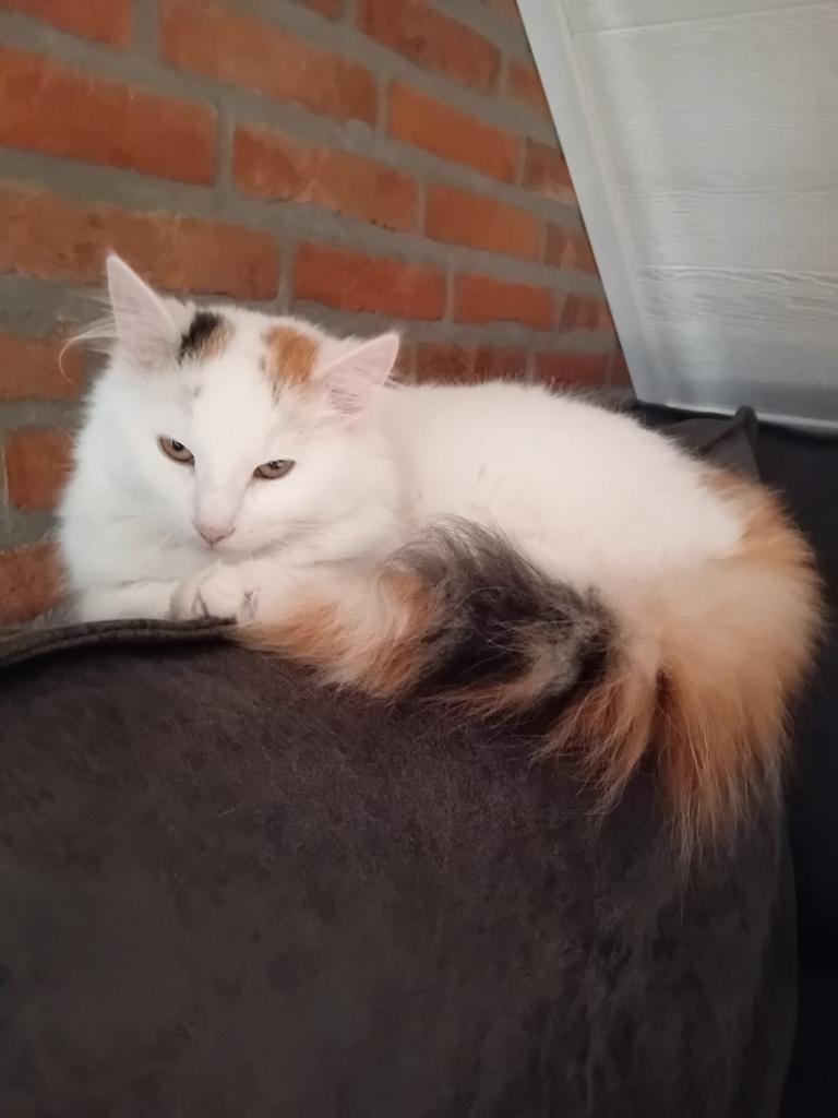 Goed huisje gezocht, Poes, Langharig, 0 tot 2 jaar