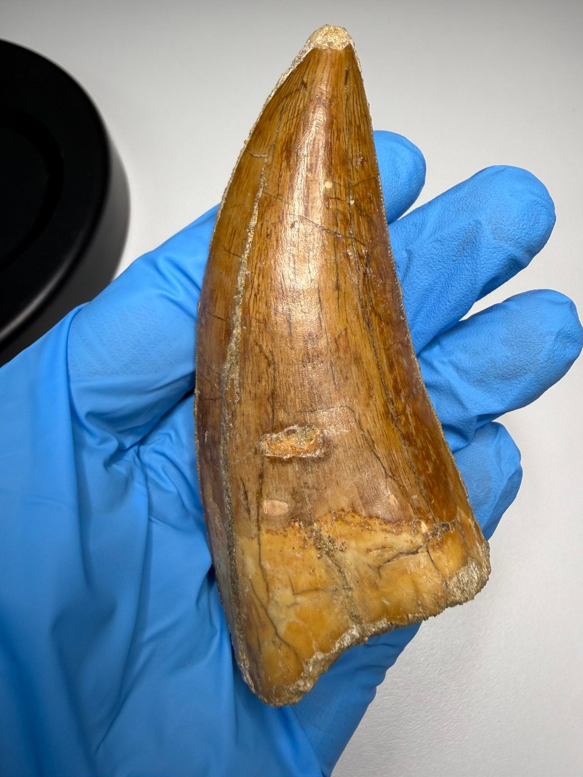 XL Carcharodontosaurus tand - 10cm, Ophalen of Verzenden, Fossiel