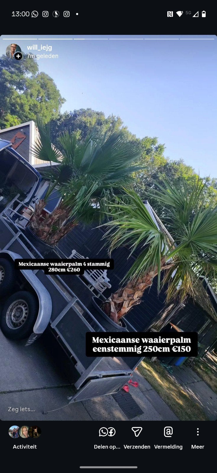 diverse Palmbomen te koop, Tuin en Terras, Planten | Bomen, 250 tot 400 cm, Zomer, Palmboom, Ophalen