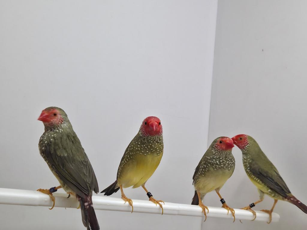 Binsen astrilde, Dieren en Toebehoren, Vogels | Overige Vogels, Meerdere dieren, Tropenvogel, Geringd