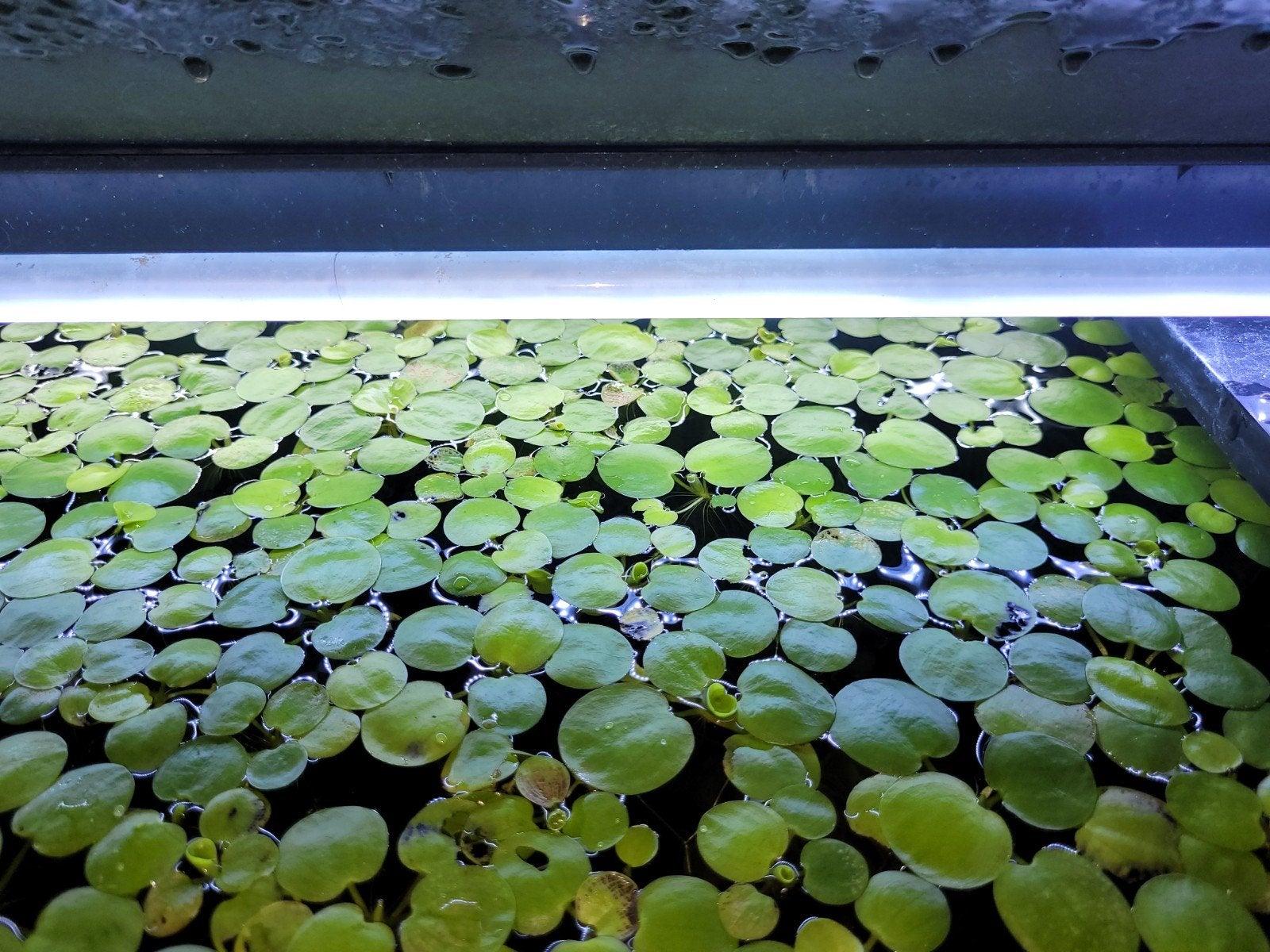 Kikkerbeet, Dieren en Toebehoren, Vissen | Aquaria en Toebehoren, Ophalen