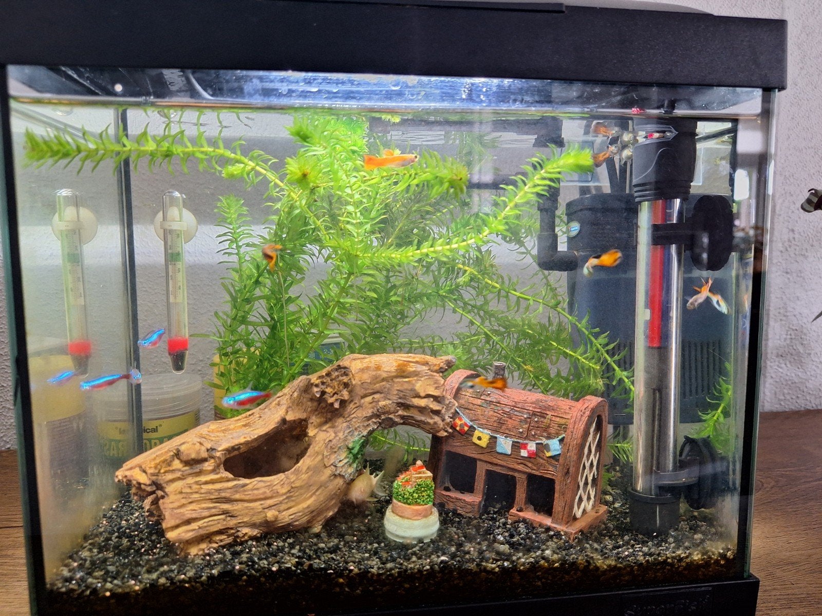 Guppies gratis af te halen, Dieren en Toebehoren, Vissen | Aquariumvissen, Vis