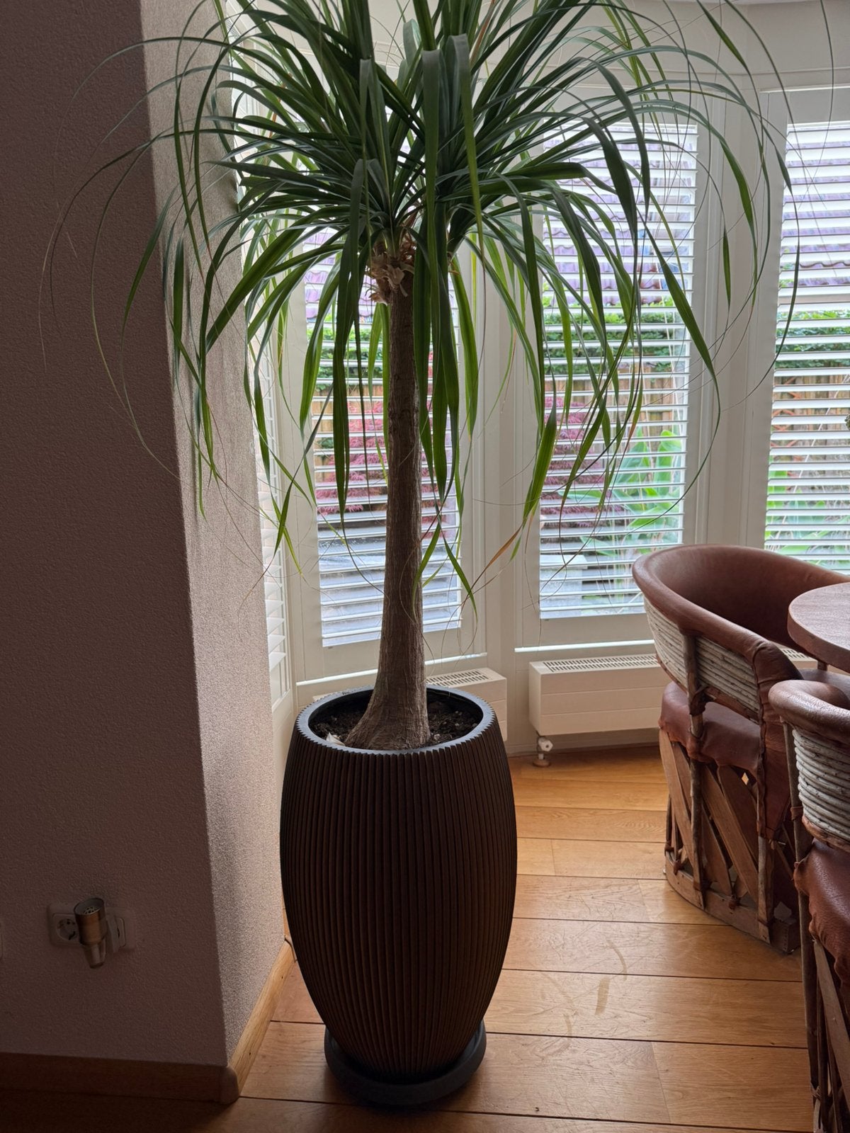 Olifantspoot (beaucarnea) 2x, Ophalen, Halfschaduw, In pot, 150 tot 200 cm