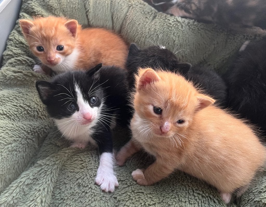 Prachtige en superlieve kittens, jonge poesjes (kijken mag!), Meerdere dieren, Kortharig, 0 tot 2 jaar