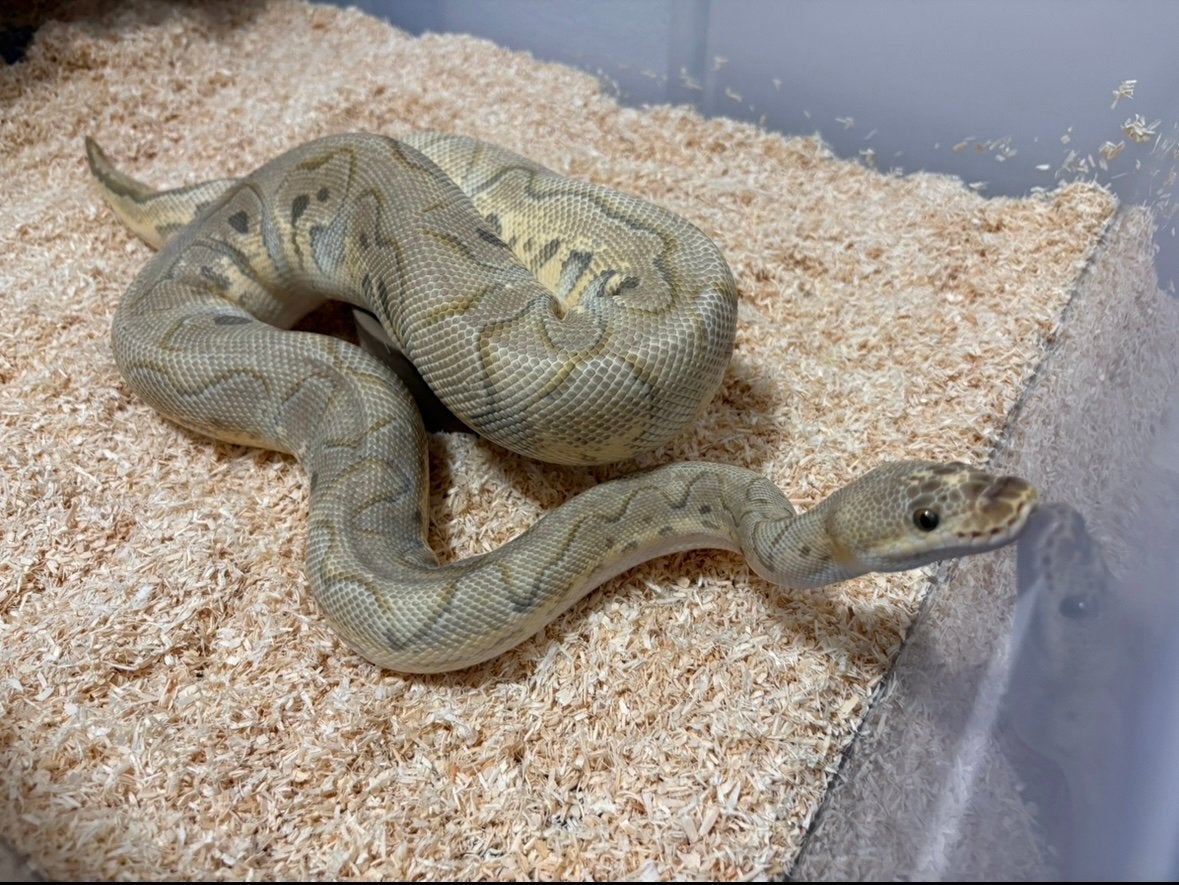 Mooi kweek koppel clown ball python regius te koop Ball Python photo 4