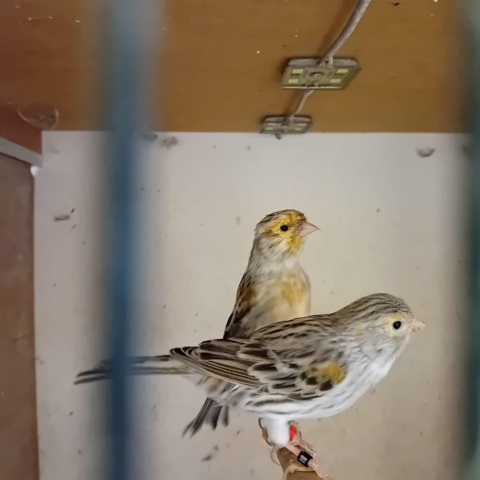 Kanarie agaat mozaïek koppel, Meerdere dieren, Kleurkanarie