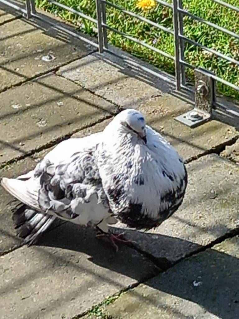 Gevraagd: Machenero doffers en duivinnen., Dieren en Toebehoren, Vogels | Duiven, Meerdere dieren, Overige soorten