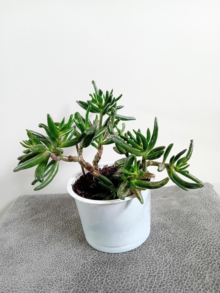 Zelf gestekte Jadeplant (Crassula Ovata Gollum), Ophalen, Vetplant, Minder dan 100 cm, Volle zon