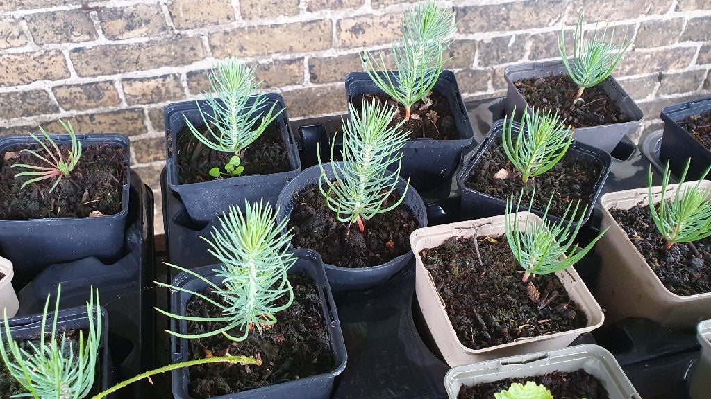 Stek Stekjes van de De Pinus pinea (parasolden), Tuin en Terras, Planten | Bomen, Bloeit niet, Overige soorten, Minder dan 100 cm
