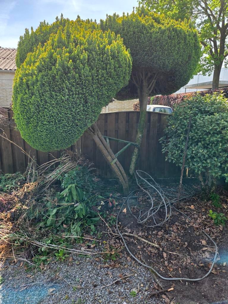 Diverse bomen gratis, Overige soorten, 250 tot 400 cm, Zomer, Ophalen