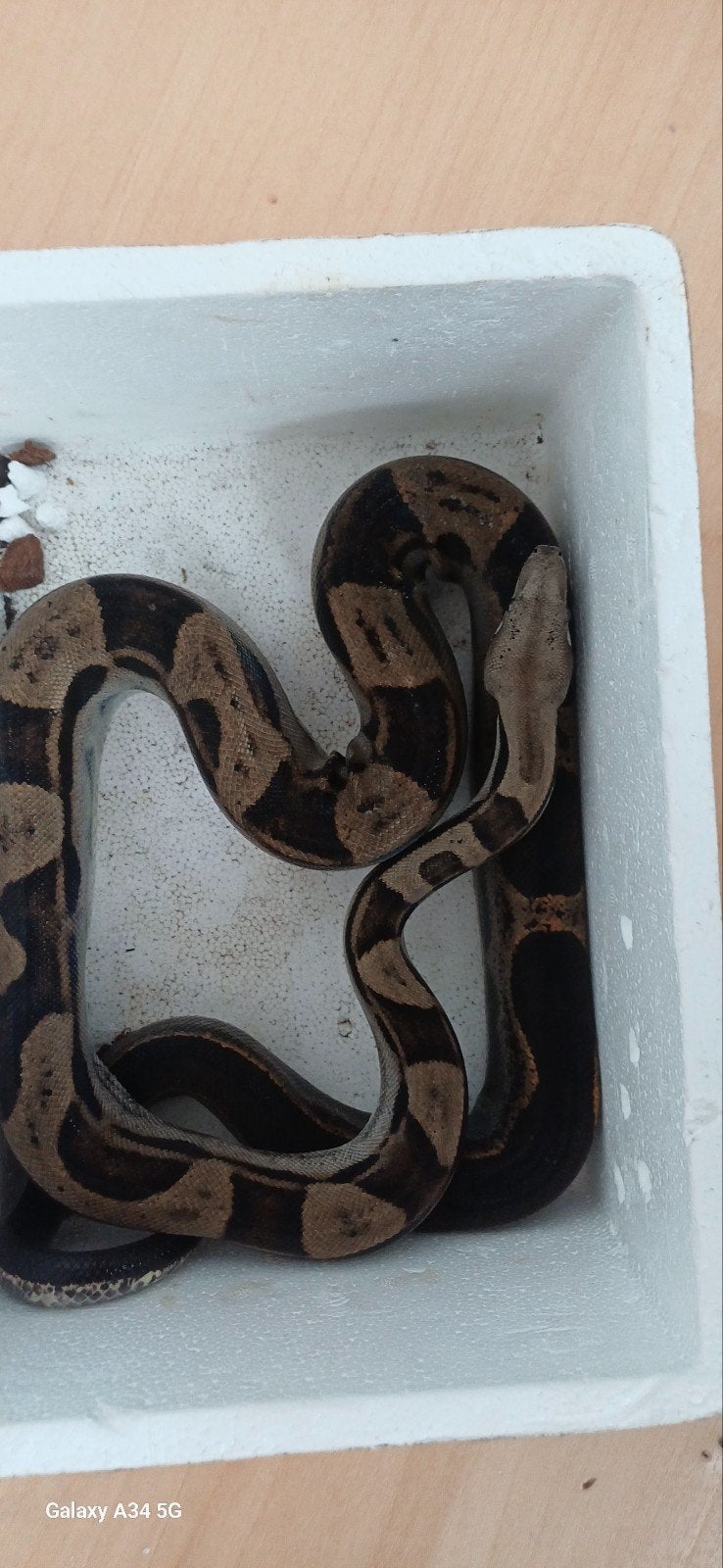 2 boa constrictors te koop, Slang, Tam, 3 tot 6 jaar