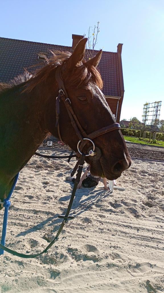 Pony zadelmak maken en verkopen, Dieren en Toebehoren, Stalling en Weidegang, Toebehoren, 2 of 3 paarden of pony's