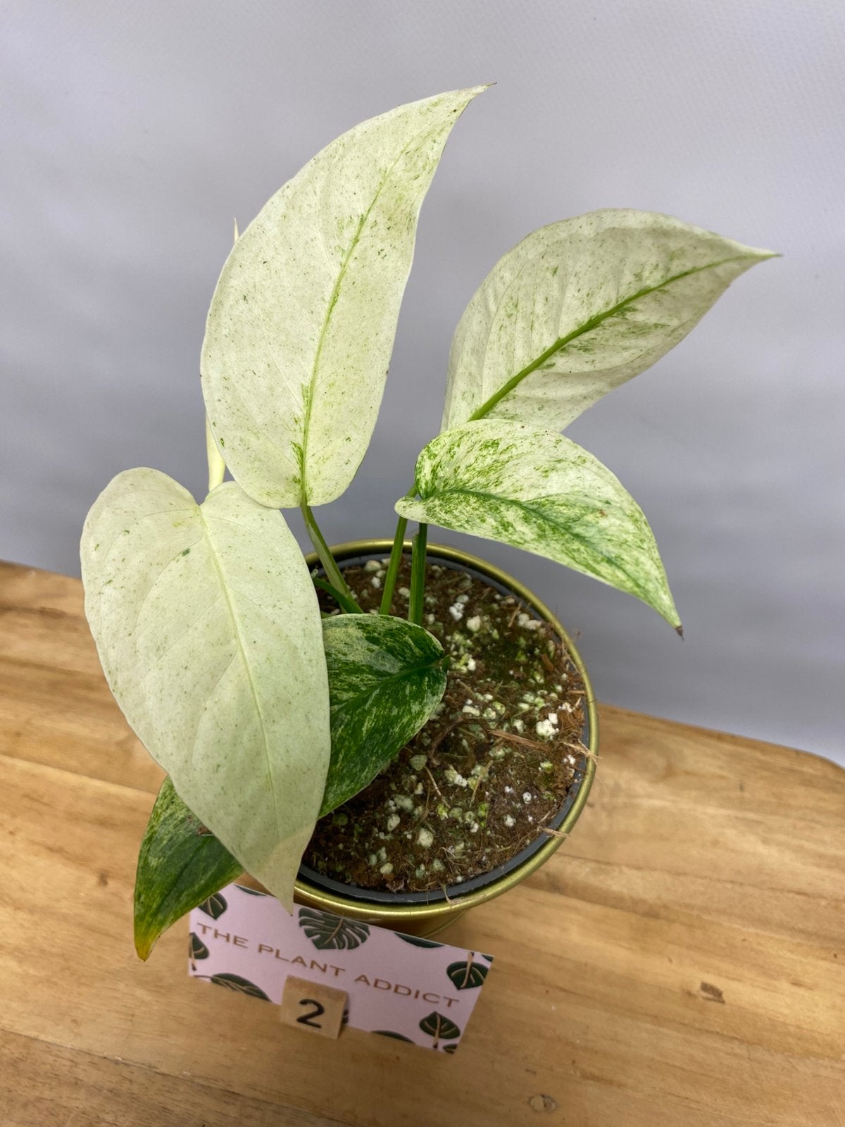 Monstera Laniata Mint #2, Huis en Inrichting, Kamerplanten, Ophalen of Verzenden, Halfschaduw, Minder dan 100 cm