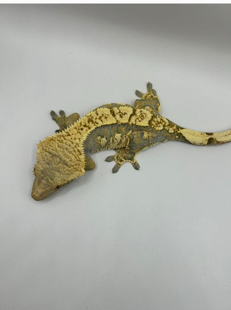 0.1 wimpergekko tri color, Dieren en Toebehoren, Hagedis, Tam, 0 tot 2 jaar