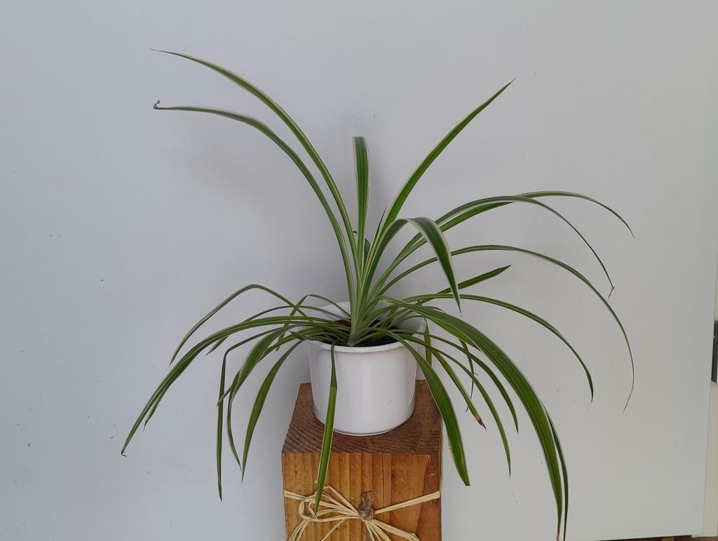 Luchtzuiverende Graslelie Chlorophytum 'Ocean', Ophalen, Overige soorten, Halfschaduw, In pot