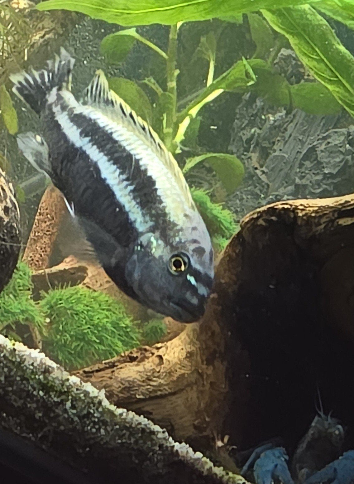 Mooie grote Melanochromis auratus cichliden AANBIEDINGEN!, Vis